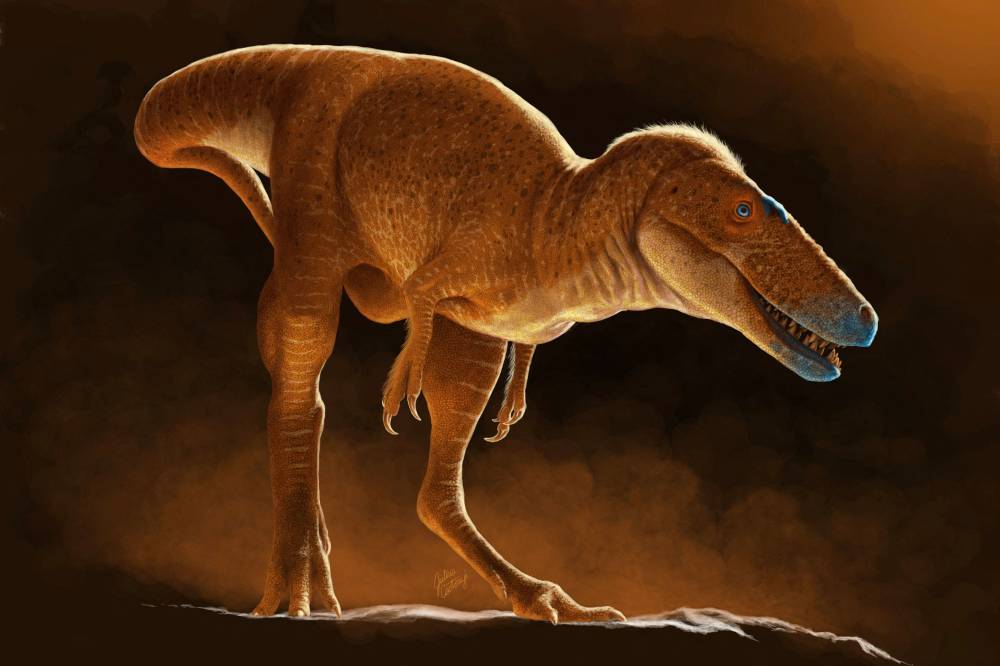 This handout artist's illustration made available by University of Calgary on June 6, 2025, shows the newly discovered dinosaur species Khankhuuluu mongoliensis, an ancestor of Tyrannosaurus Rex. Misidentified bones that languished in the drawers of a Mongolian institute for 50 years belong to a new species of tyrannosaur that rewrites the family history of the mighty T-Rex, scientists said on June 11, 2025. (Photo by Julius CSOTONYI / University of Calgary / AFP)