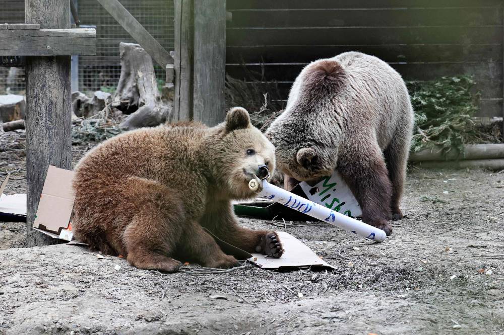A handout picture released by Wildwood Devon wildlife park on June 24, 2025 shows two bears Misha and Lucy, both 4, in their enclosure at Wildwood Devon in Ottery St Mary, southwestern England. - (Photo by Handout / WILDWOOD TRUST / AFP)