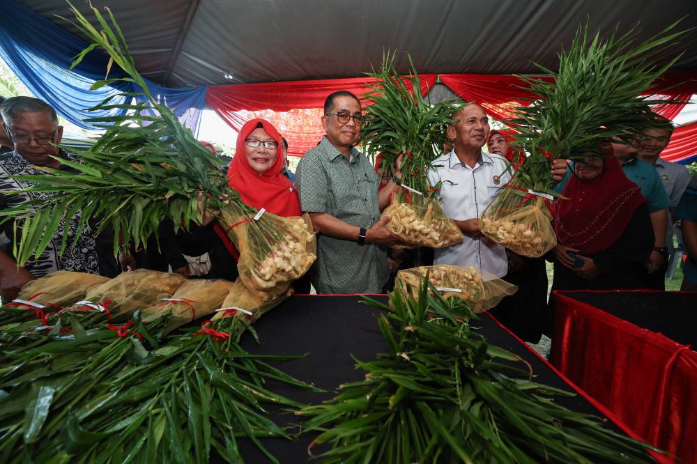 The ginger cultivation programme, an initiative involving Universiti Putra Malaysia (UPM) and residents, aims to empower the rural economy through high-value agricultural projects, ultimately positioning Kota Tinggi as a national food valley. - Bernama photo