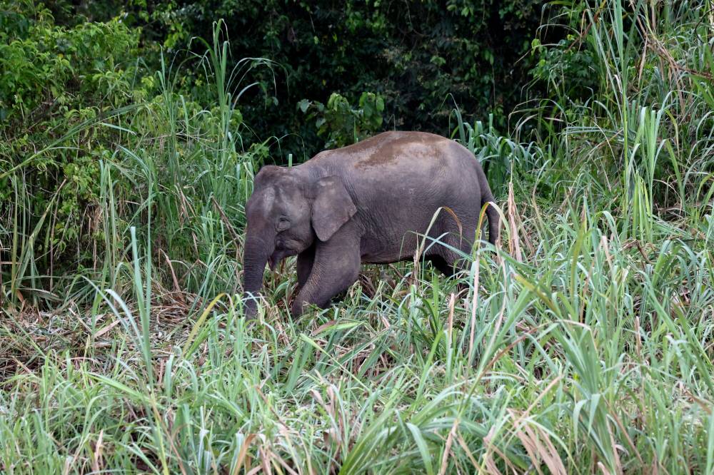 A Bornean elephant was seen grazing on wild napier grass along the Kinabatangan River, which serves as its migration route, during a recent survey. Photo by Bernama