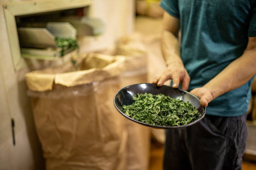 This picture taken on June 4, 2025 shows tea farm Masahiro Okutomi holding a plate of tea in a tea processing factory in Sayama city of Saitama Prefecture. (Photo by Philip FONG/AFP)