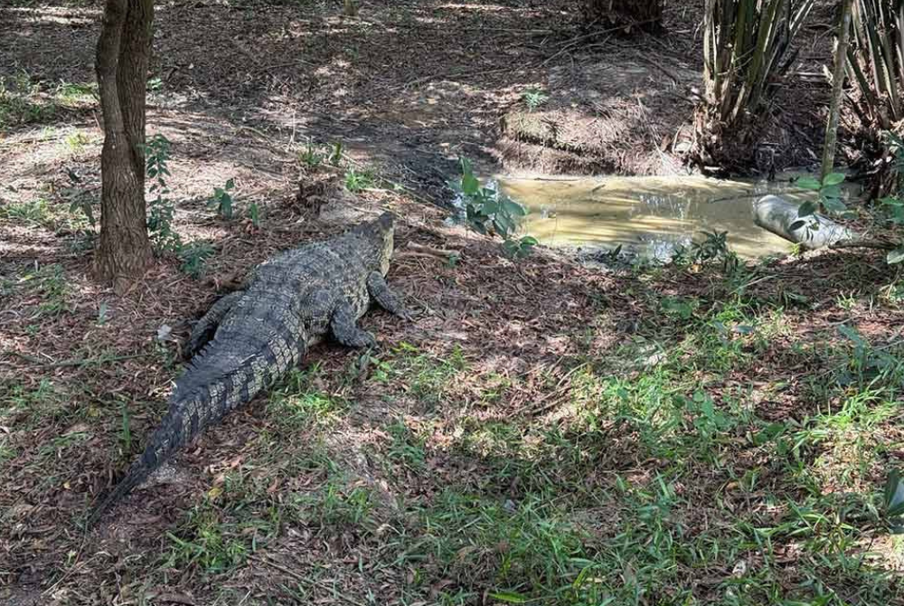 With a rising number of attacks, crocodiles pose a significant and ongoing threat in parts of Indonesia, highlighting the need for increased awareness and safety measures in affected areas. - File photo