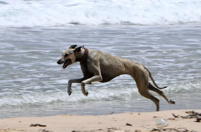 For many centuries, the Sloughis have been vital companions to desert nomads, helping them hunt and guard livestock. - Photo by FETHI BELAID / AFP