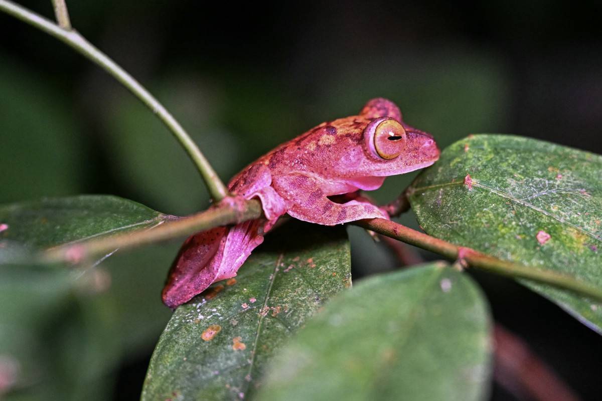 This picture taken on June 19, 2025 shows a Harlequin Tree frog seen at Kubah National Park in Kuching, capital of the Malaysian state of Sarawak on the island of Borneo. Dodging fire-ants, snakes and millions of nighttime creepy-crawlies, a group of trekkers advance through the humid Bornean rainforest, scanning with torches for some of the jungle's most unlikely stars: frogs. (Photo by Mohd RASFAN / AFP)