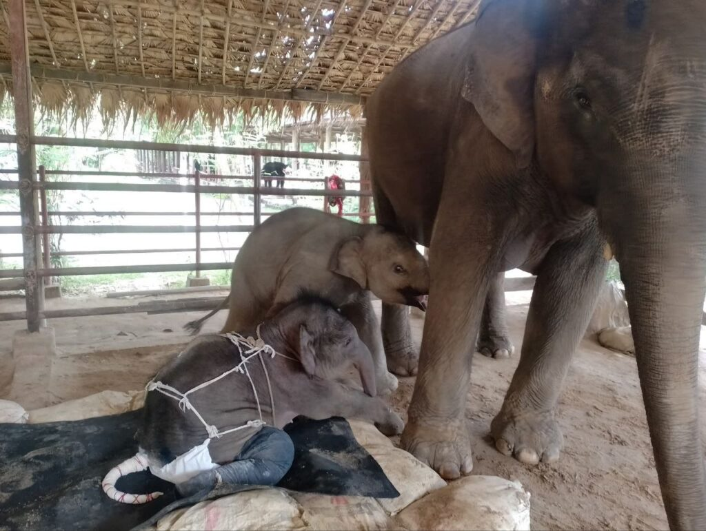 Kyaw Pearl, as it was fondly called, died at the Wingabaw Elephant Camp, after a team of local veterinarians working around the clock failed to save the calf. Photo: SAC Ministry website