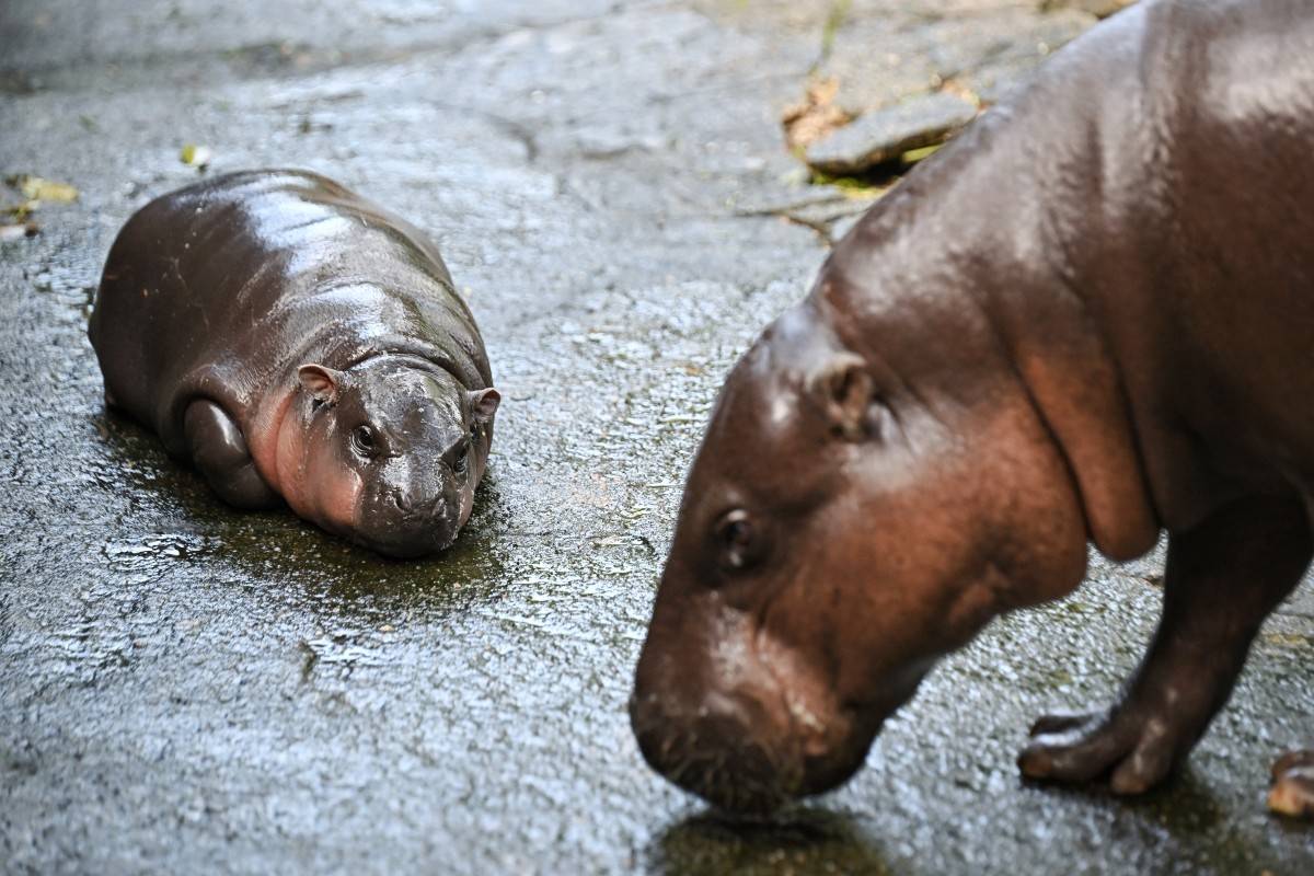 Thailand pygmy hippo Moo Deng marked her first birthday on July 10, 2025, leaving behind the animal infancy which boosted her to worldwide internet fame for her cute antics. - (Photo by LILIAN SUWANRUMPHA / AFP)