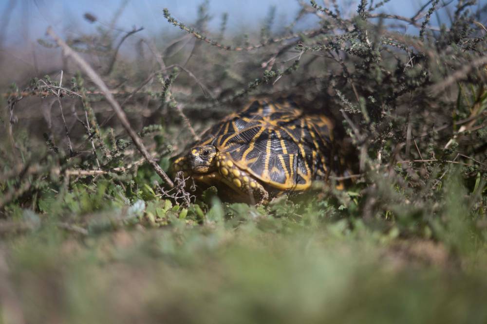 Trained dogs are being used in South Africa to help locate and then track a critically endangered species of tortoise. (Photo by RODGER BOSCH / AFP)