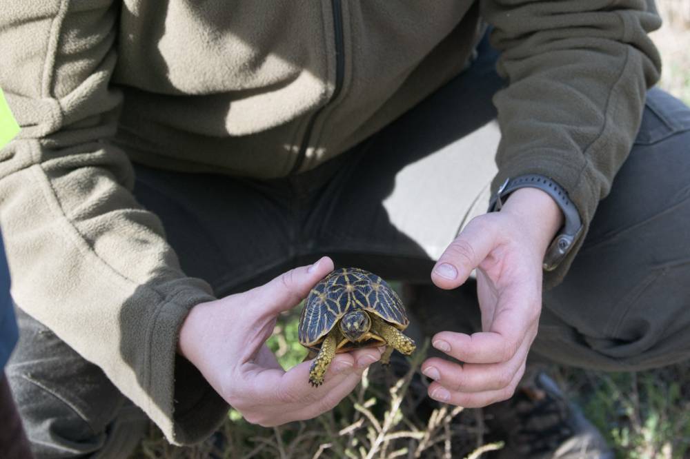 A conservation official, working as part of the Endangered Wildlife Trust’s Dryland Conservation Project, talks about a critically endangered female Geometric tortoise in the Boland district of the Western Cape on June 30, 2025. (Photo by RODGER BOSCH / AFP)