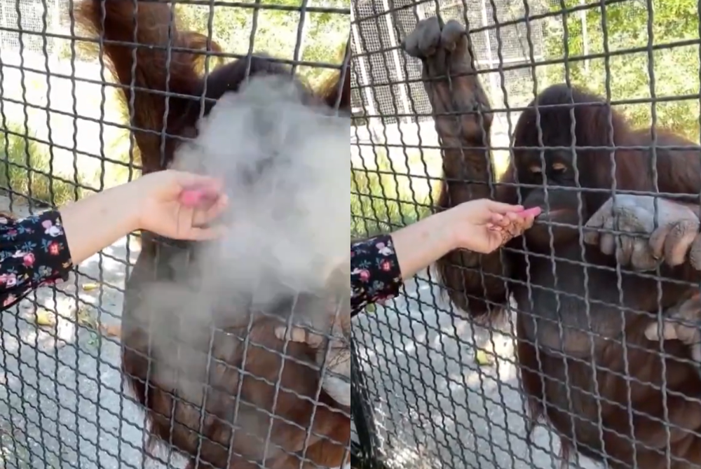 Dana, who has lived at the park since 2018, is now reportedly in distress. - Photo: Social media