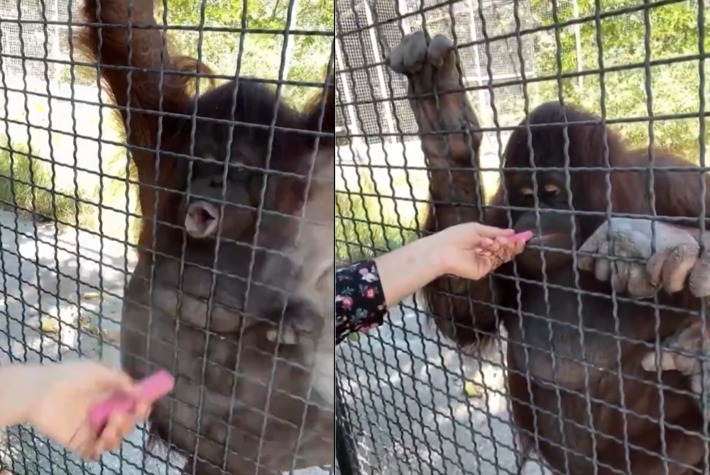 Luchkina took a puff and then casually handing the device to the orangutan, as if sharing a snack. - Photo: Social media