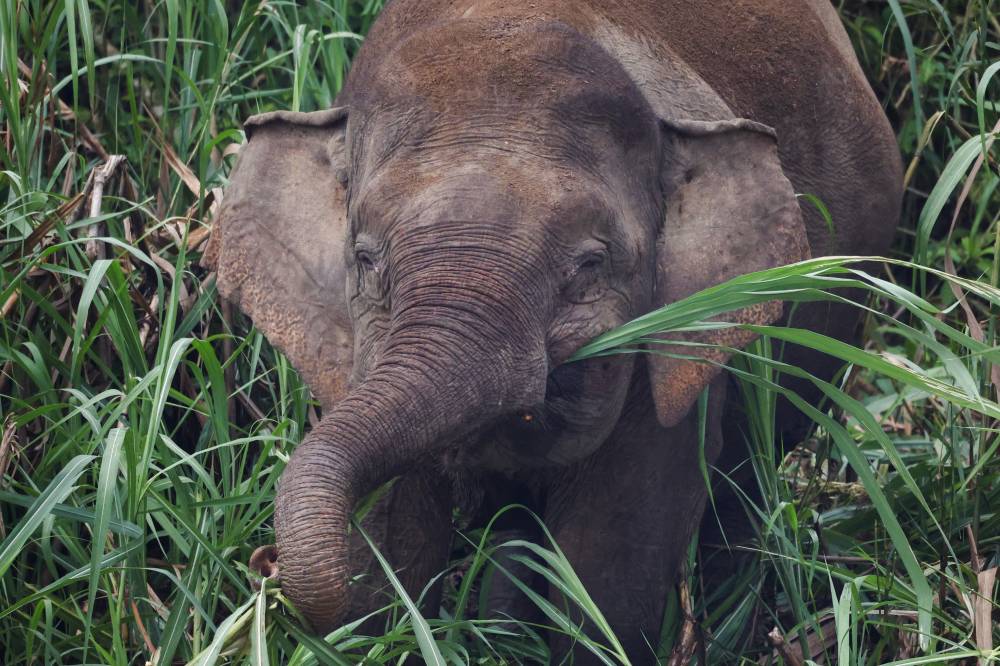 In this story from the Land Below the Wind, there are no villains or heroes - only victims, namely farmers trying to make ends meet and Bornean elephants looking for food. Photo by Bernama