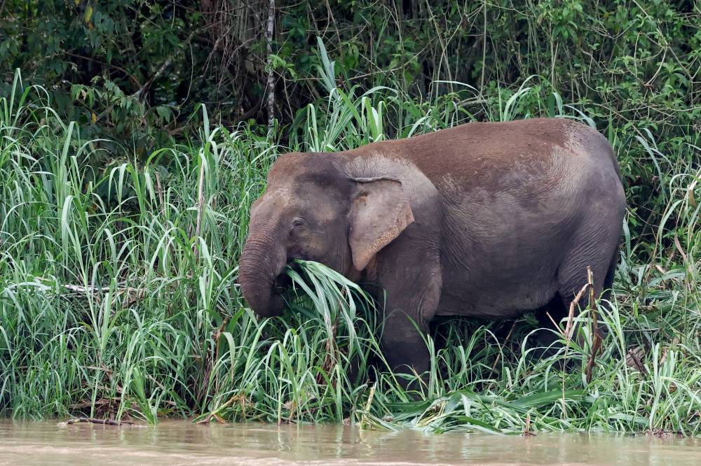 In this story from the Land Below the Wind, there are no villains or heroes - only victims, namely farmers trying to make ends meet and Bornean elephants looking for food. Photo by Bernama