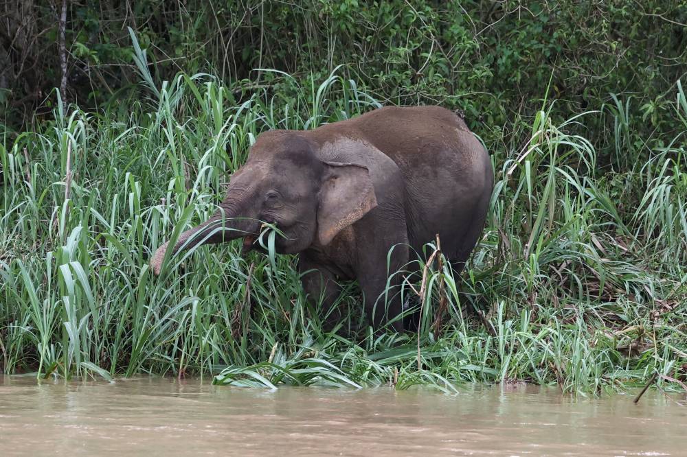 The population of the Bornean elephant (Elephas maximus borneensis), the smallest subspecies of the Asian elephant and endemic to the northern part of Borneo, is down to about 1,000, with the majority found in the Kinabatangan area onthe east coast of Sabah and some in Kalimantan, Indonesia. Photo by Bernama