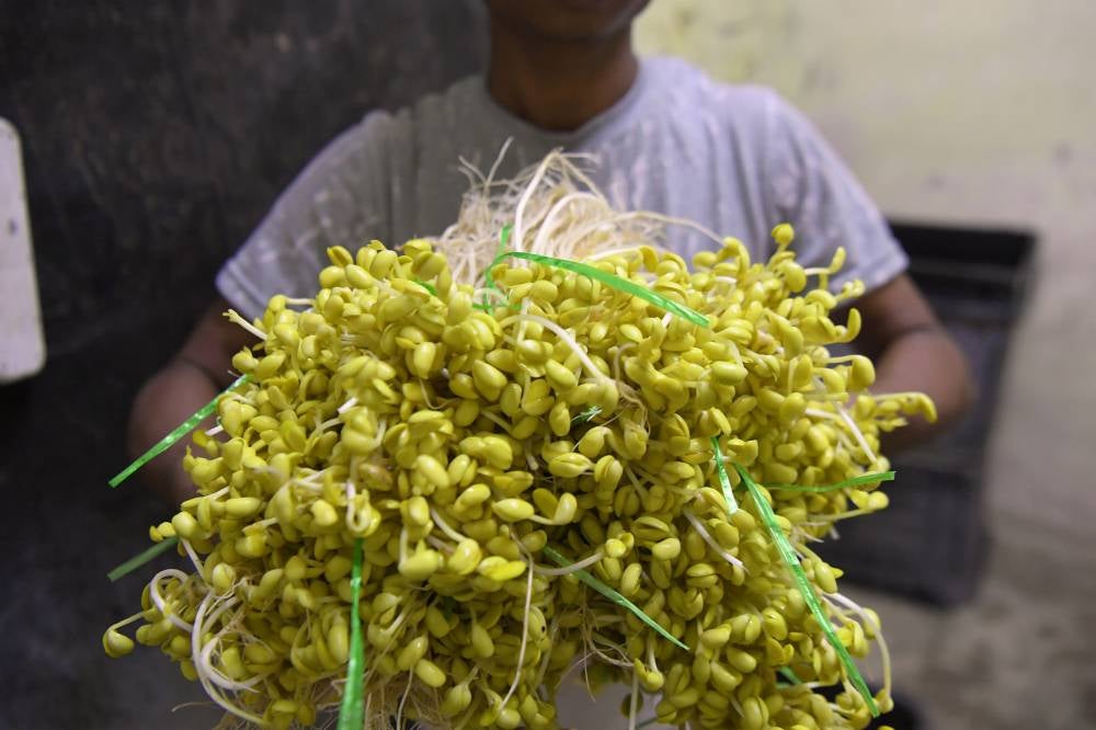 Ipoh bean sprouts, known for their crisp and sweet taste when chewed, hold a special place in the hearts of their fans. Photo by Bernama