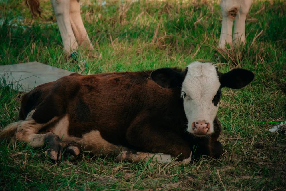 Photo for illustration purposes only.