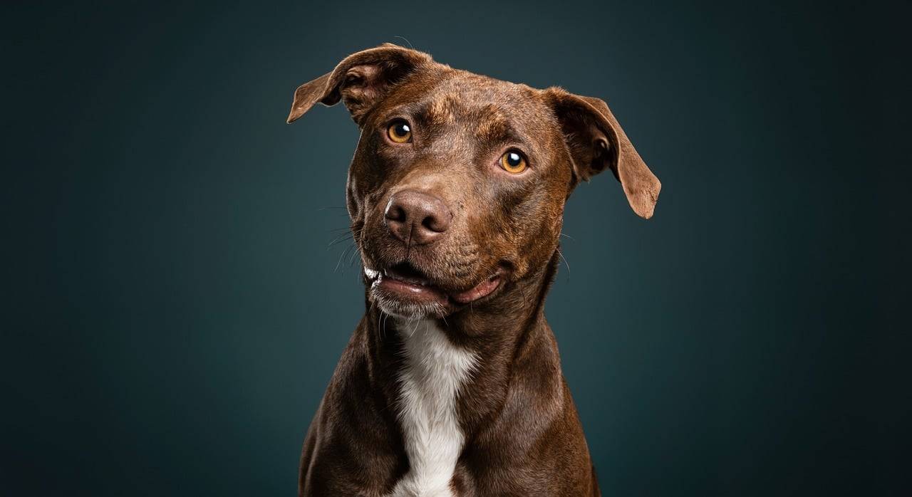 The Perak government is considering legal action against parties believed to have misled the public following recent enforcement actions by local authorities (PBT) related to stray dogs. Photo for illustrative purposes only - Pixabay