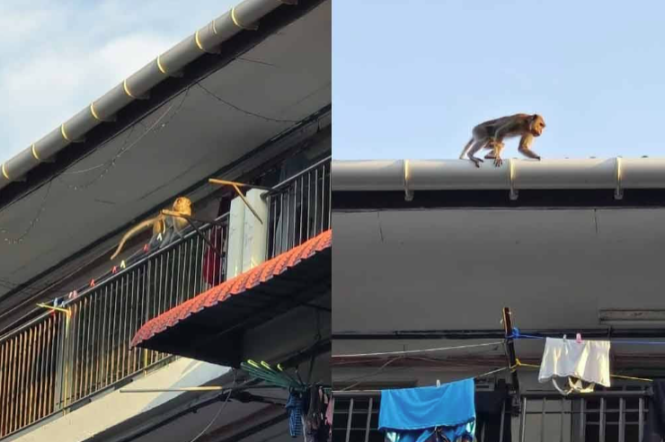 The residents have taken various preventive measures, including installing fences and traps as well as clearing the bushes, but these efforts have yet to yield results. - File photo for illustration purpose only