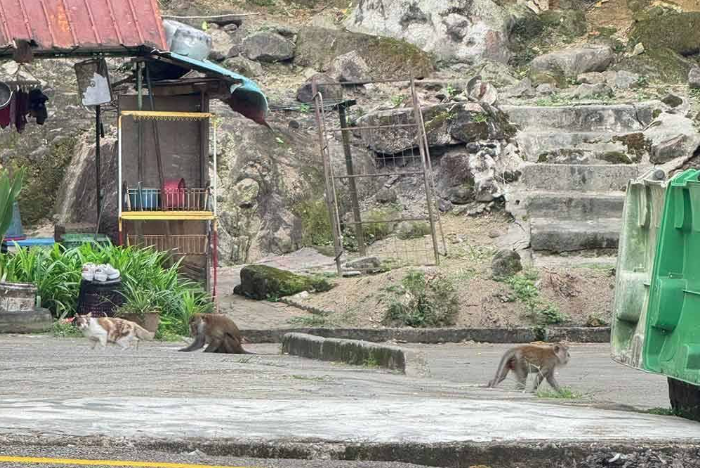 MBSJ has received many complaints related to this issue and is currently assessing follow-up measures, including scheduling an operation to capture the stray dogs in the near future. - File photo for illustration purpose only