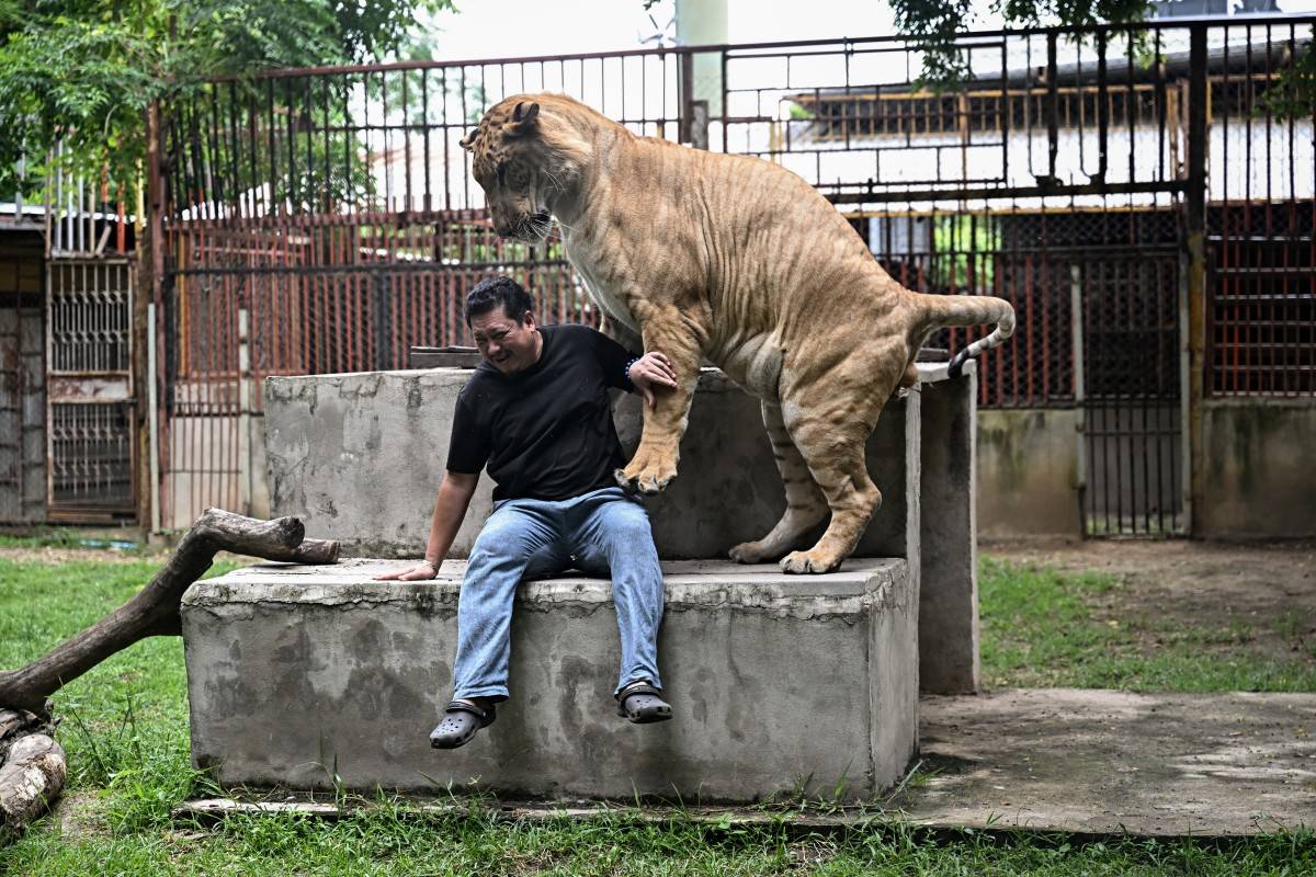 This photo taken on July 11, 2025 shows mechanic shop owner and avid Tiktoker Tharnuwarht Plengkemratch interacting with his pet lion-tiger hybrid “Big George” in Chiang Mai. Thailand's captive lion population has exploded in recent years, with nearly 500 registered individuals in zoos, breeding farms, petting cafes and homes. (Photo by Lillian SUWANRUMPHA / AFP)