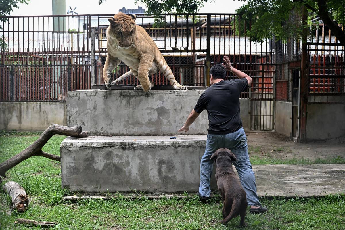 This photo taken on July 11, 2025 shows mechanic shop owner and avid Tiktoker Tharnuwarht Plengkemratch interacting with his pet lion-tiger hybrid “Big George” in Chiang Mai. Thailand's captive lion population has exploded in recent years, with nearly 500 registered individuals in zoos, breeding farms, petting cafes and homes. (Photo by Lillian SUWANRUMPHA / AFP)