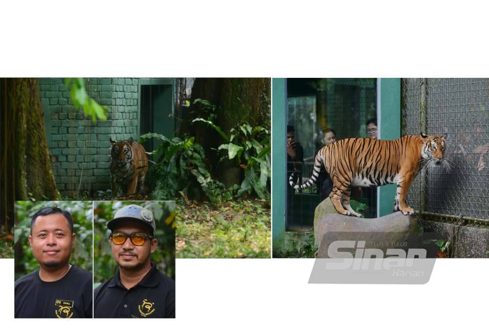 Squash steps out of the night den and enters the tiger exhibit for playtime. - Photo by MOHD HALIM ABD WAHID (Small picture: Mohd Effendi and Choirul Huda)