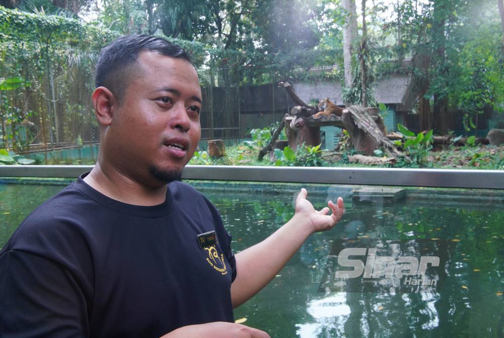 Choirul Huda giving an explanation about the Malayan tiger at Zoo Negara recently. - Photo by MOHD HALIM ABD WAHID