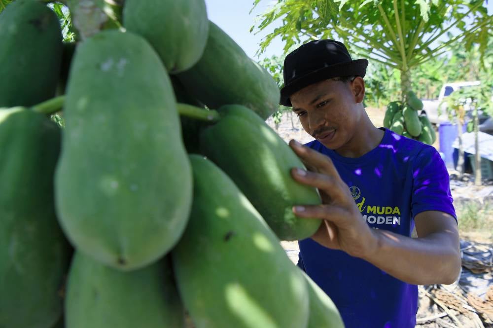 Entrepreneur Muhammad Qayyum Zunkurnain, 24, inspects papayas before harvesting them at his farm in Manong recently. - Bernama photo