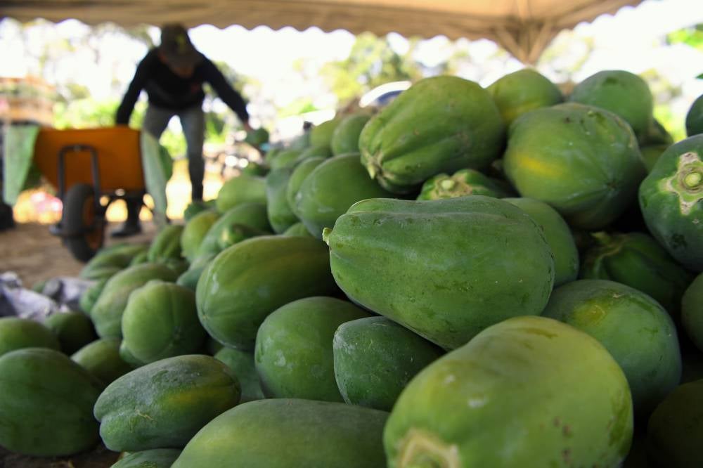 Harvested papayas belonging to entrepreneur Muhammad Qayyum Zunkurnain ready to be marketed around Perak, seen at his farm in Manong recently. - Bernama photo