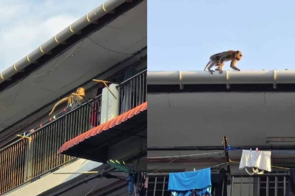 The residents have taken various preventive measures, including installing fences and traps as well as clearing the bushes, but these efforts have yet to yield results. - File photo for illustration purpose only