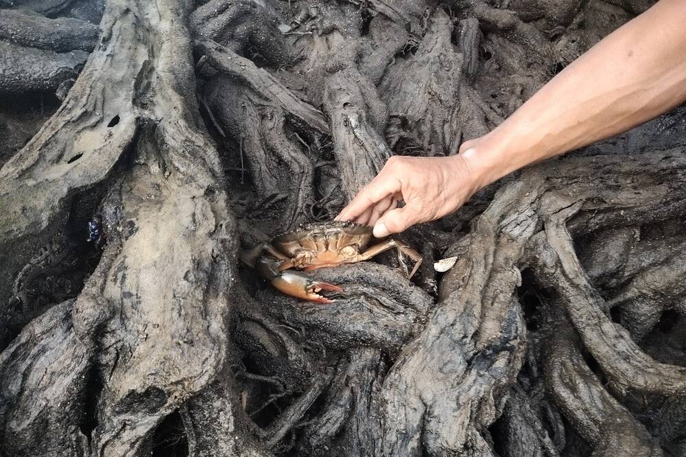 The release of pregnant female crabs to replenish the number of crabs in their natural habitat.