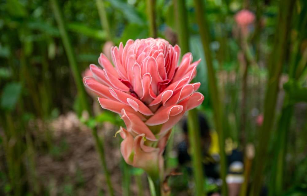 A view of some torch ginger (bunga kantan) plants cultivated at the farm owned by Kantan Taiping Project Manager Abd Halim Abd Majid here recently. Photo by Bernama
