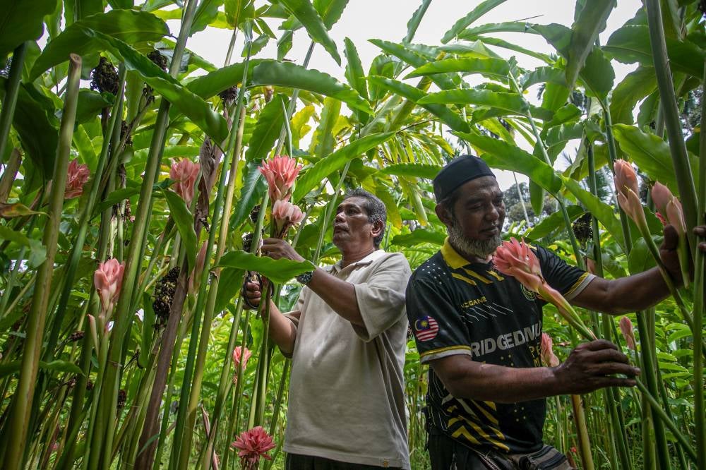 Kantan Taiping Project Manager Abd Halim Abd Majid, 50, (left) with his business partner Mohammad Hazwan Mohamad Nor, 45, inspecting the condition of torch ginger flowers (bunga kantan) at their farm here recently. Photo by Bernama