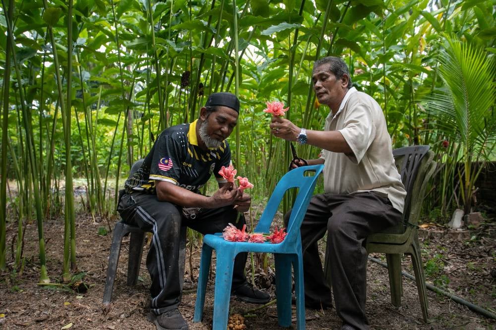 Kantan Taiping Project Manager Abd Halim Abd Majid, 50, (left) with his business partner Mohammad Hazwan Mohamad Nor, 45, inspecting the condition of torch ginger flowers (bunga kantan) at their farm here recently. Photo by Bernama