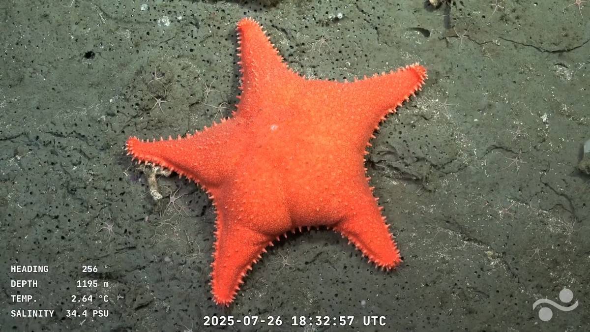 Screen grab taken from a handout video released by the Schmidt Ocean Institute and recorded by the ROV SuBastian while being commanded from the oceanographic research vessel RV Falkor (too) on July 26, 2025, displaying a sea star at 1195 metres of depth at the Mar del Plata Canyon in the Argentine Sea, in the Atlantic Ocean about 300 Km off Mar del Plata, Buenos Aires Province, Argentina. Hundreds of thousands of Argentinians are obsessed with the YouTube broadcast of a robot showing animals never before seen in the South Atlantic, with live commentary from the scientists leading the expedition. (Photo by Handout / Schmidt Ocean Institute / ROV SuBastian / AFP) / RESTRICTED TO EDITORIAL USE - MANDATORY CREDIT "AFP PHOTO / SCHMIDT OCEAN INSTITUTE / ROV SUBASTIAN - NO MARKETING NO ADVERTISING CAMPAIGNS - DISTRIBUTED AS A SERVICE TO CLIENTS