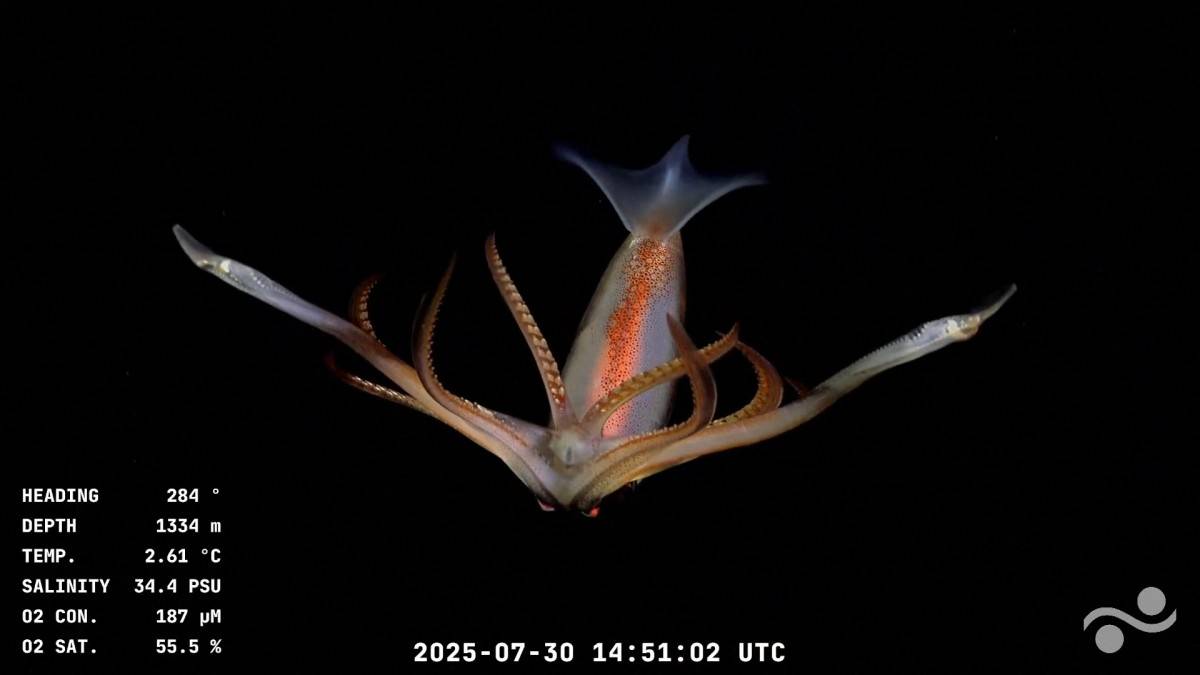 Screen grab taken from a handout video released by the Schmidt Ocean Institute and recorded by the ROV SuBastian while being commanded from the oceanographic research vessel RV Falkor (too) on July 30, 2025, displaying a squid at 1334 metres of depth at the Mar del Plata Canyon in the Argentine Sea, in the Atlantic Ocean about 300 Km off Mar del Plata, Buenos Aires Province, Argentina. Hundreds of thousands of Argentinians are obsessed with the YouTube broadcast of a robot showing animals never before seen in the South Atlantic, with live commentary from the scientists leading the expedition. (Photo by Handout / Schmidt Ocean Institute / ROV SuBastian / AFP) / RESTRICTED TO EDITORIAL USE - MANDATORY CREDIT "AFP PHOTO / SCHMIDT OCEAN INSTITUTE / ROV SUBASTIAN - NO MARKETING NO ADVERTISING CAMPAIGNS - DISTRIBUTED AS A SERVICE TO CLIENTS