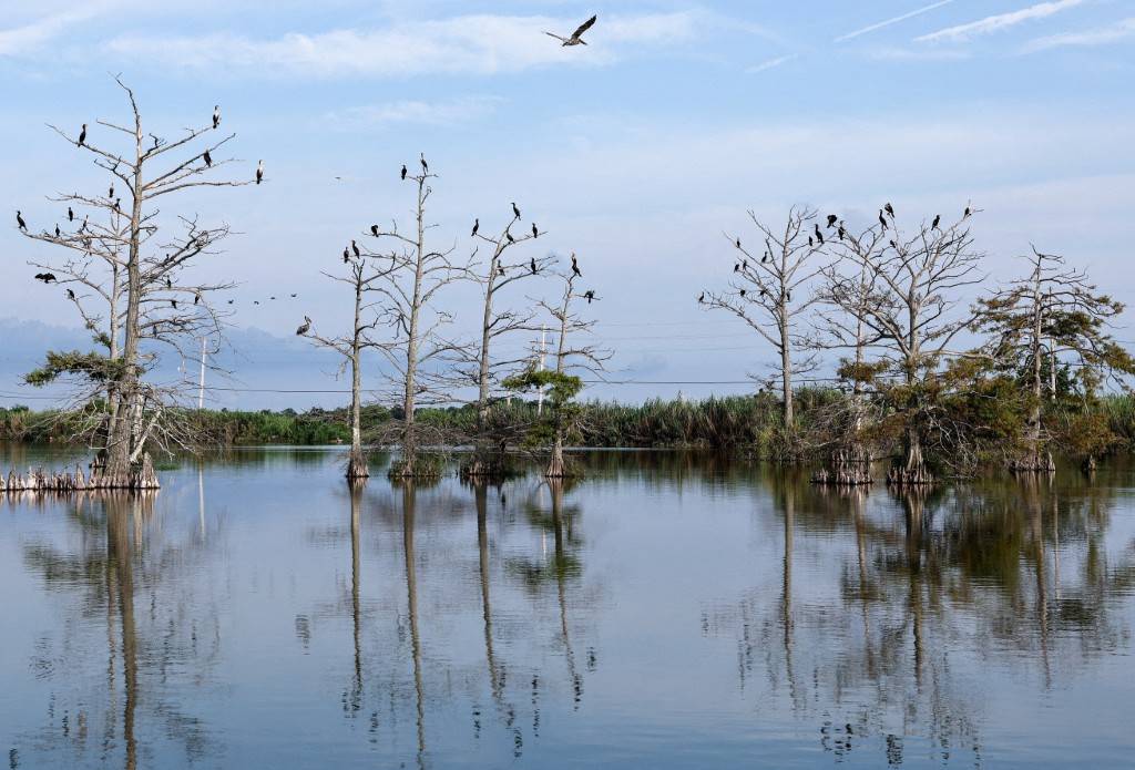 A pelican flies past birds perched on dead cypress trees in coastal waters in lower Plaquemines Parish on August 05, 2025 in Venice, Louisiana. - AFP photo