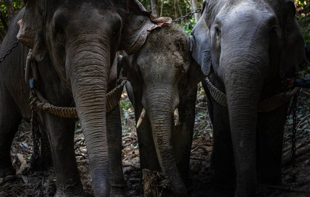 Nanta reminded the public that when wild animals end up on roads, it’s never their fault. Photo: Canva
