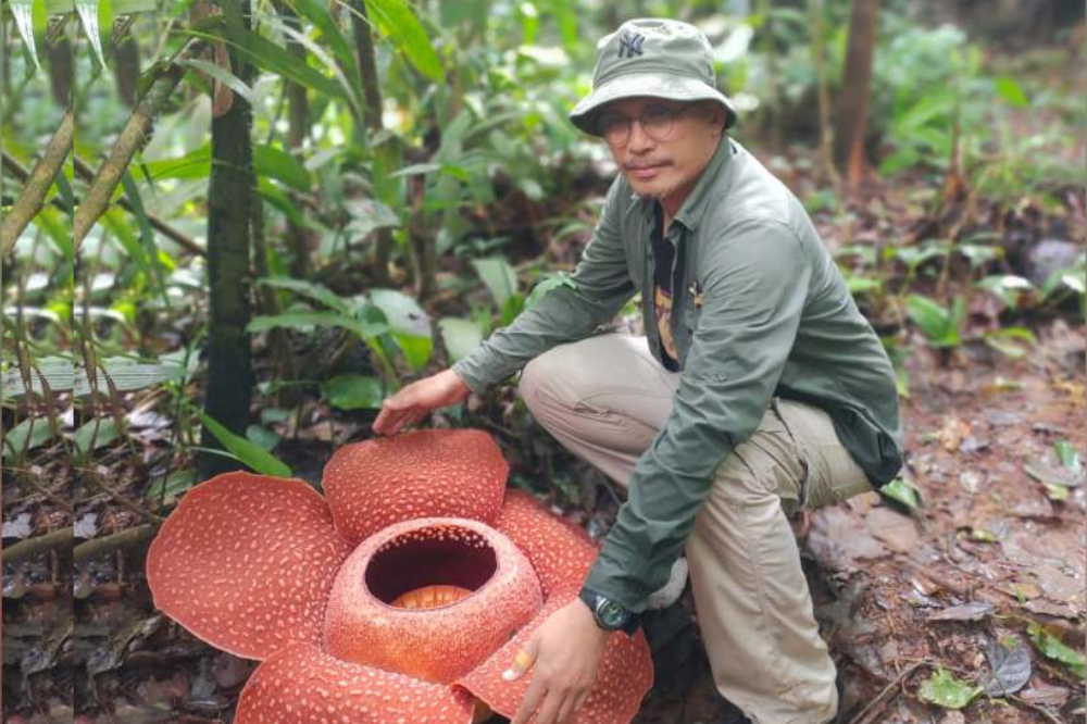 Zulhazman photographed with a rafflesia during a field study. Photo: Edited in Canva.