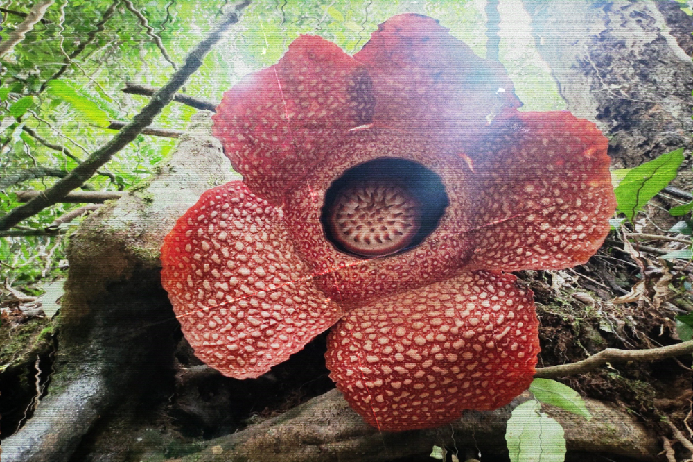 The scientific name Rafflesia is not tied to colonialism. Photo: Edited in Canva.