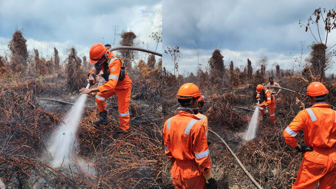 This is one of Malaysia’s last surviving peat swamp forests — in Pekan, Pahang. They are quiet, mysterious, and vital. Beneath the waterlogged surface lies centuries of carbon stored in layers of peat soil. If left untouched, these forests quietly do their job: regulate water, shelter wildlife, and store more carbon than any other terrestrial ecosystem.
