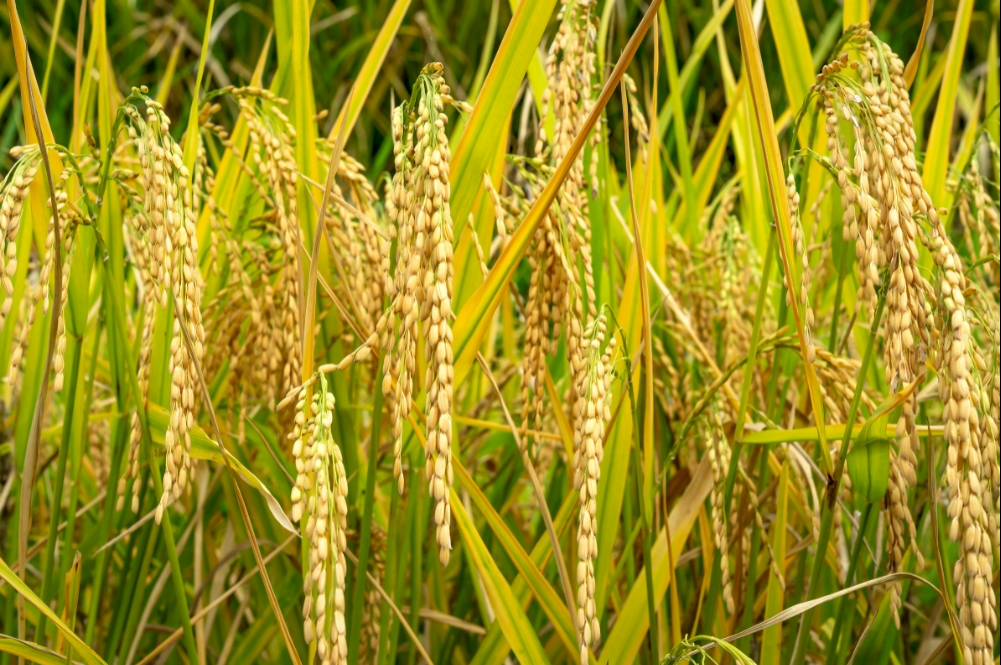 Amid today’s focus on taste, convenience and trends, every meal also reflects the deeper story of water, land and the systems sustaining agriculture. Photo: Edited via Canva