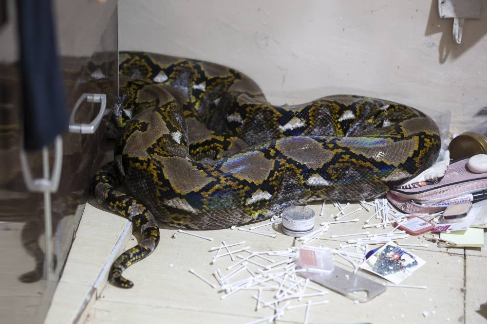 The operation to remove the python from the house took about 45 minutes due to the large size and length of the animal. Photo by Bernama