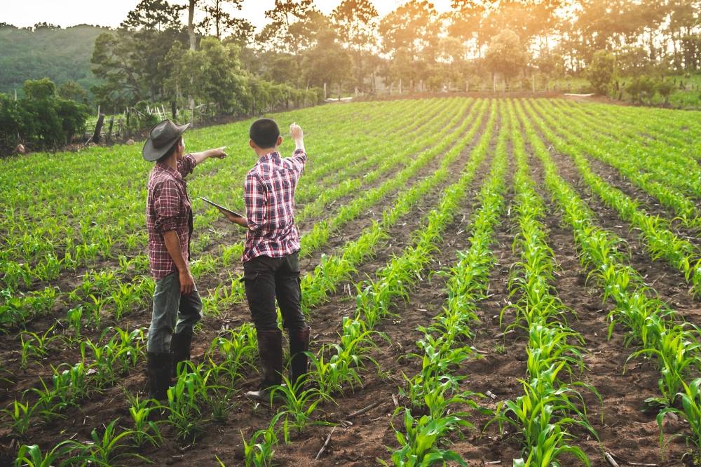 Agriculture in Malaysia is evolving with drones and AI, but with an ageing population, the pressing question is who will carry on to secure the nation’s rice supply. Photo: Edited via Canva