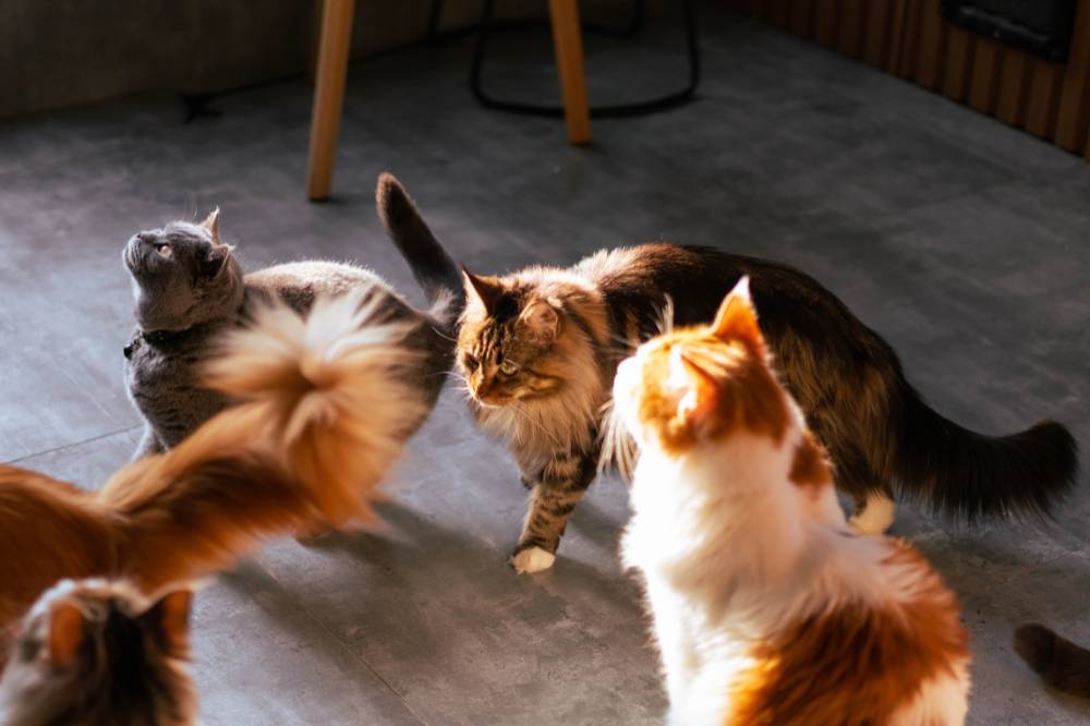 Every cat has its quirks, but many wonder if breed influences not just personality, but also how behaviour changes over time. Photo: Edited via Canva