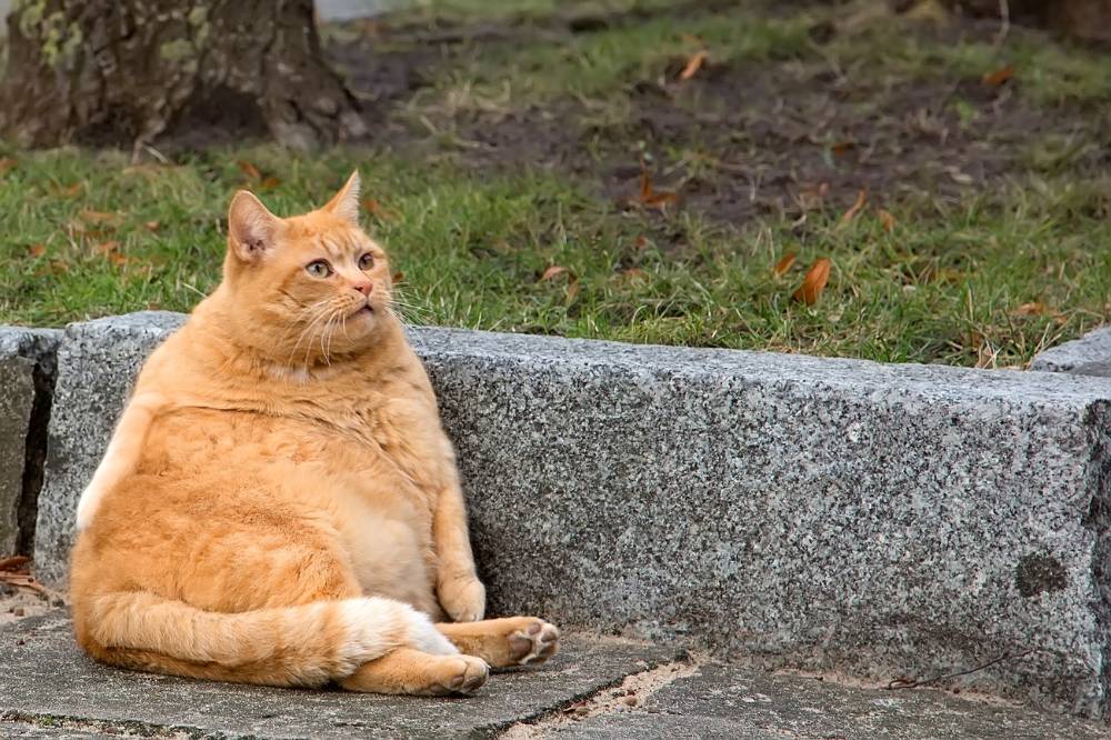 Cats worldwide face a growing obesity problem, with studies showing about 50 per cent are overweight, raising concerns over diet, activity and long-term health. Photo: Edited via Canva