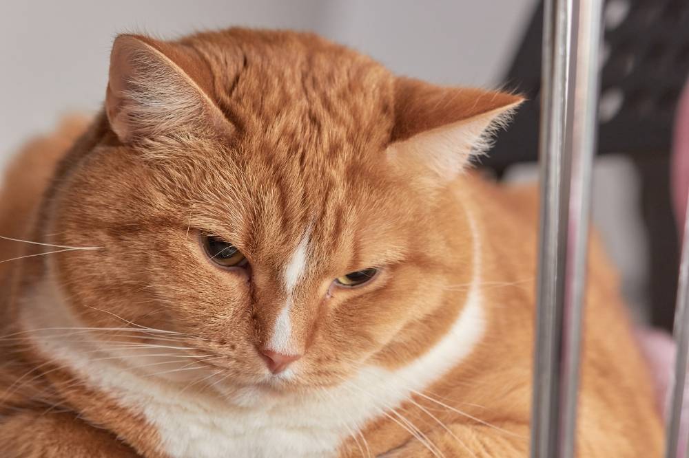 Cats worldwide face a growing obesity problem, with studies showing about 50 per cent are overweight, raising concerns over diet, activity and long-term health. Photo: Edited via Canva