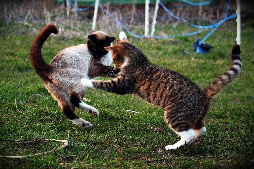 For many cat owners, the idyllic image of cats outdoors contrasts with the reality that not all cats thrive outside or that owners are ready for its challenges. Photo: Edited via Canva