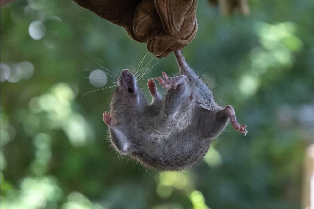Rats are synonymous with filth and disease and are not tolerated in public places because they are known carriers of dangerous pathogens, including those that cause leptospirosis. (Photo by MIGUEL MEDINA / AFP)