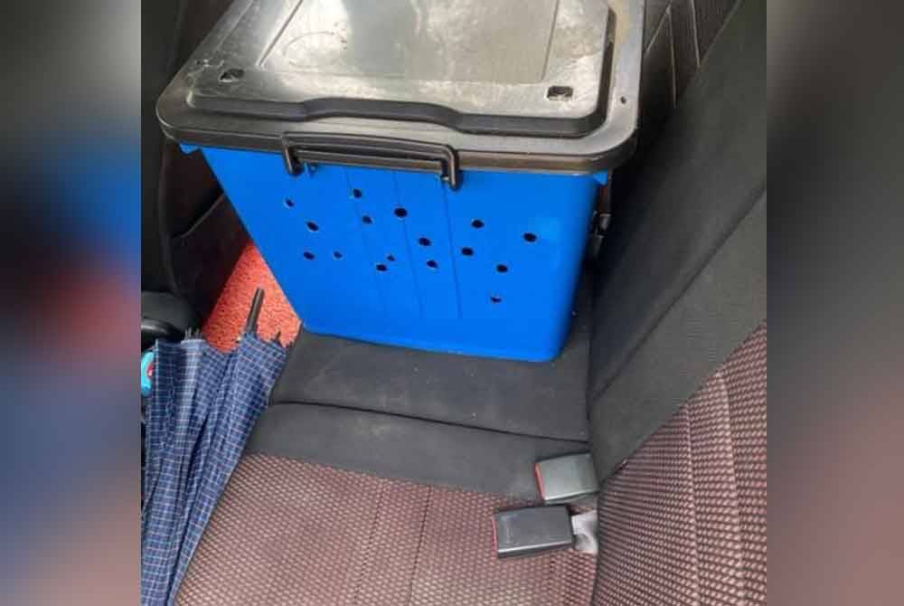 A tightly sealed container with ventilation holes placed inside a car driven by a man near the edge of a forest close to Bandar Seri Alam led to the discovery of a Malayan sun bear on Wednesday. Photo: FRU