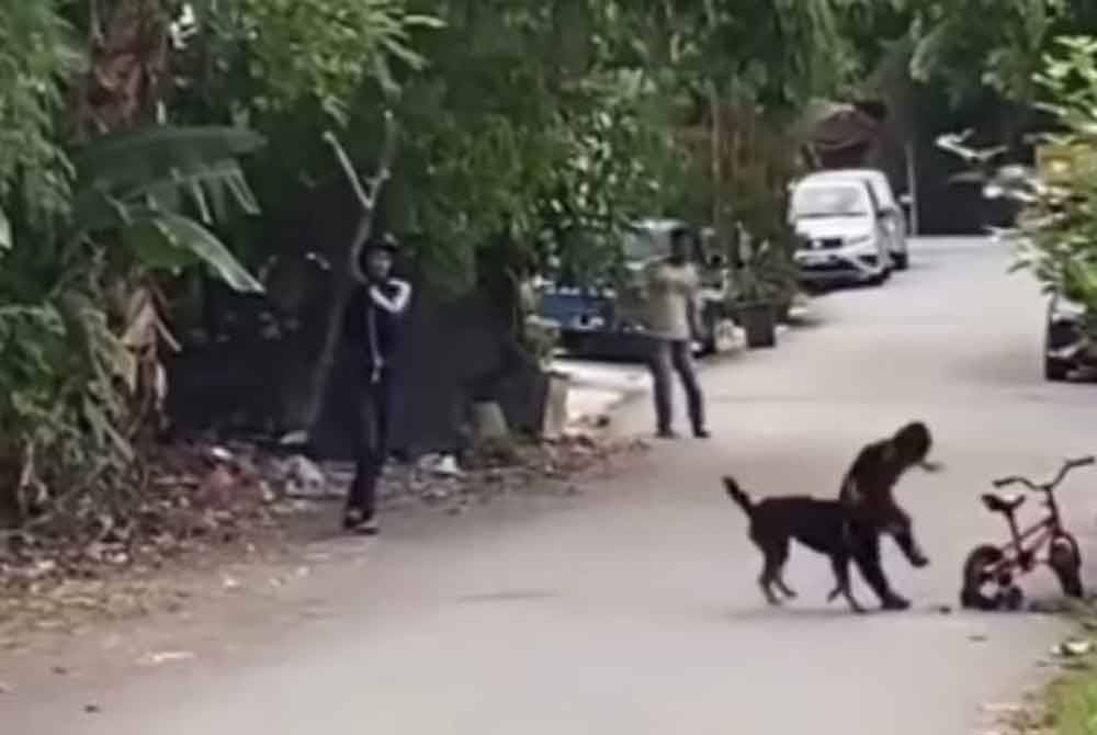 An 11-second video clip that has since gone viral on social media shows the child struggling with the dog before managing to escape.